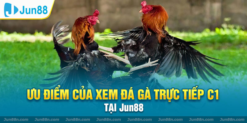 Ưu điểm của xem đá gà trực tiếp C1 tại Jun88